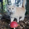 Maus