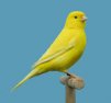 canary